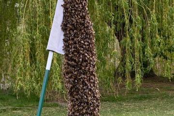Bijen in de vlag hole 18