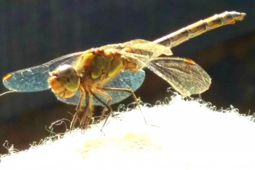 libelle-27-09-2021