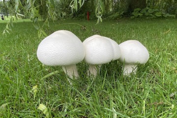 Paddestoelen hole 6
