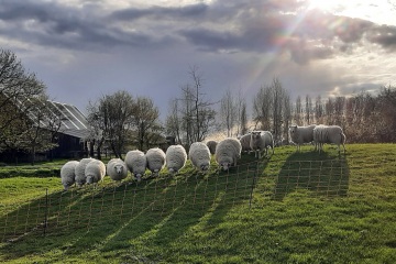 schapen-14 4-2021